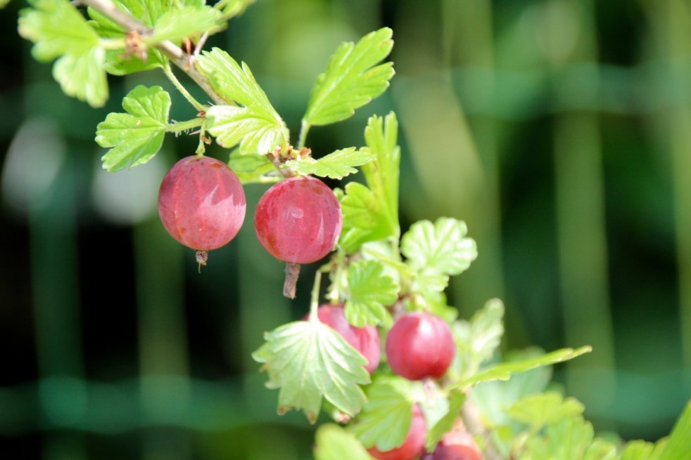 Ribes uva-crispa Achilles - Jardins du Monde.be