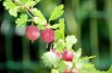 Ribes uva-crispa Achilles - Jardins du Monde.be