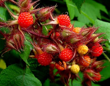 Wouter Hagens, Public domain, via Wikimedia Commons