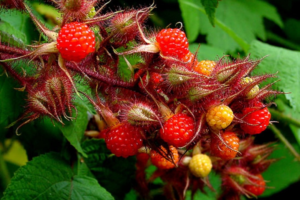 Japanische Weinbeere - Rubus phoenicolasius