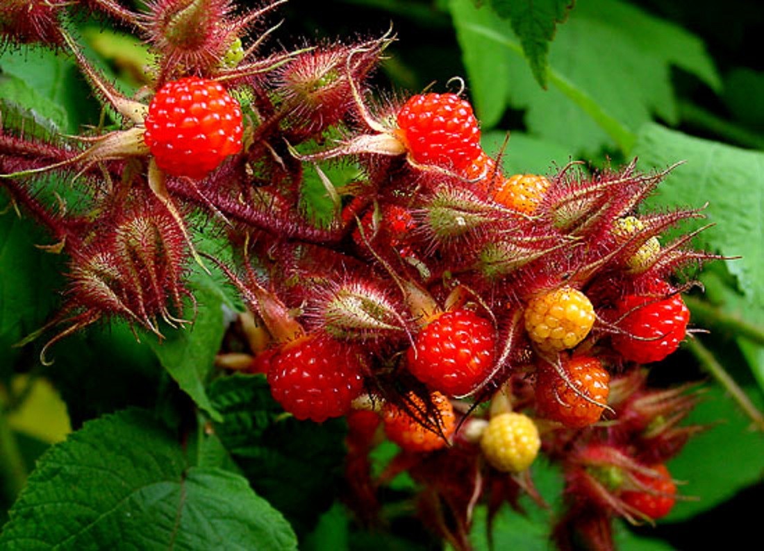 Japanese Wineberry