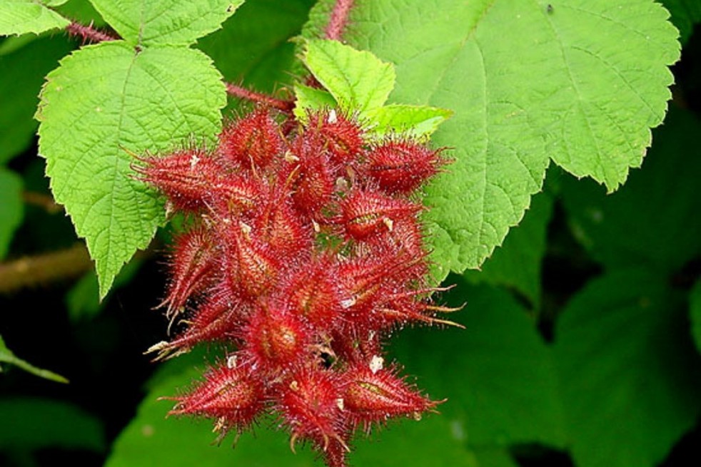 Japanese Wineberry - wine raspberry - Rubus phoenicolasius