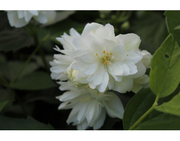 Philadelphus virginalis Schneesturm - Jardins du Monde.be