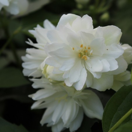Philadelphus virginalis Schneesturm - Jardins du Monde.be