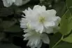 Philadelphus virginalis Schneesturm - Jardins du Monde.be