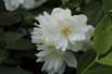 Philadelphus virginalis Schneesturm - Jardins du Monde.be