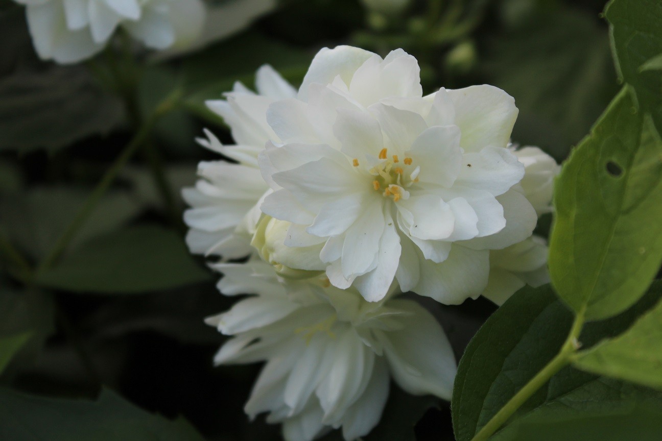 Schneesturm Mock Orange