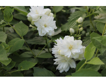 Schneesturm Mock Orange - Philadelphus virginalis Schneesturm