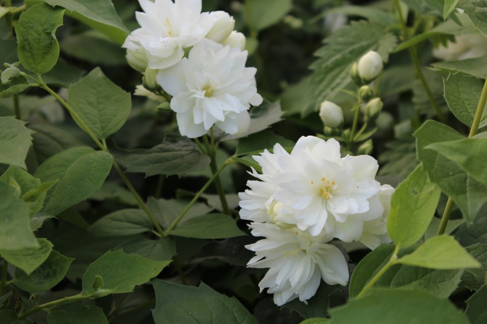 Philadelphus virginalis Schneesturm - Jardins du Monde.be