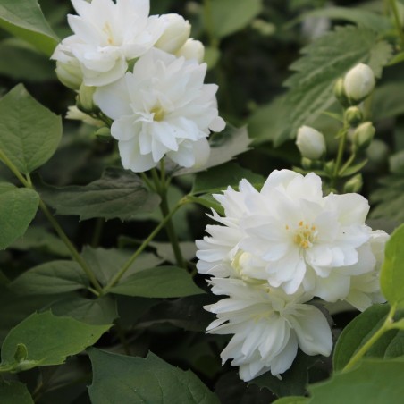 Philadelphus virginalis Schneesturm - Jardins du Monde.be
