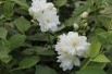 Philadelphus virginalis Schneesturm - Jardins du Monde.be