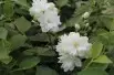 Philadelphus virginalis Schneesturm - Jardins du Monde.be