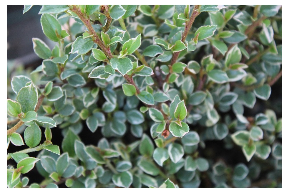 Cotoneaster atropurpureus variegatus - Jardins du Monde.be