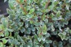 Cotoneaster atropurpureus variegatus - Jardins du Monde.be