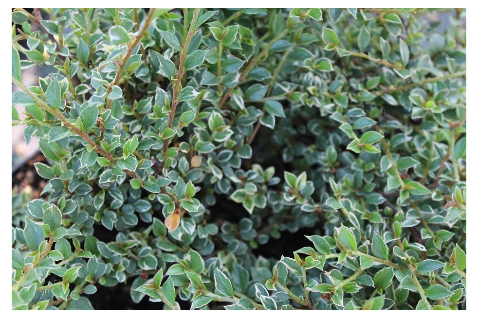 Cotoneaster atropurpureus variegatus - Jardins du Monde.be