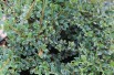 Cotoneaster atropurpureus variegatus - Jardins du Monde.be
