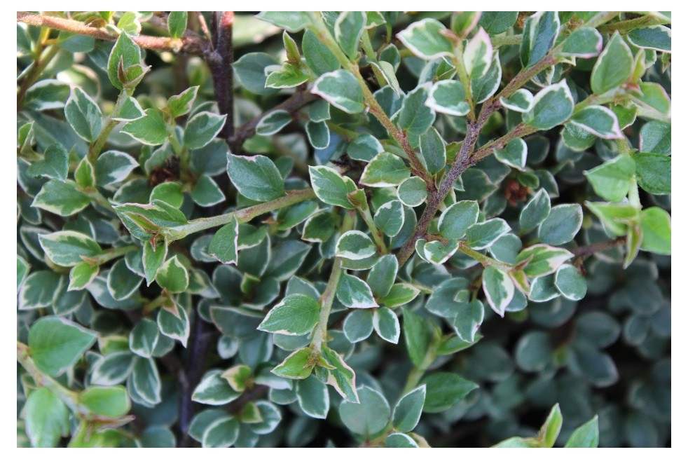 Cotoneaster atropurpureus variegatus - Jardins du Monde.be