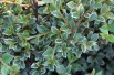 Cotoneaster atropurpureus variegatus - Jardins du Monde.be