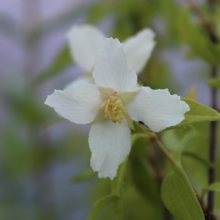 Philadelphus lemoinei Dame Blanche - Jardins du Monde.be