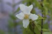 Philadelphus lemoinei Dame Blanche - Jardins du Monde.be