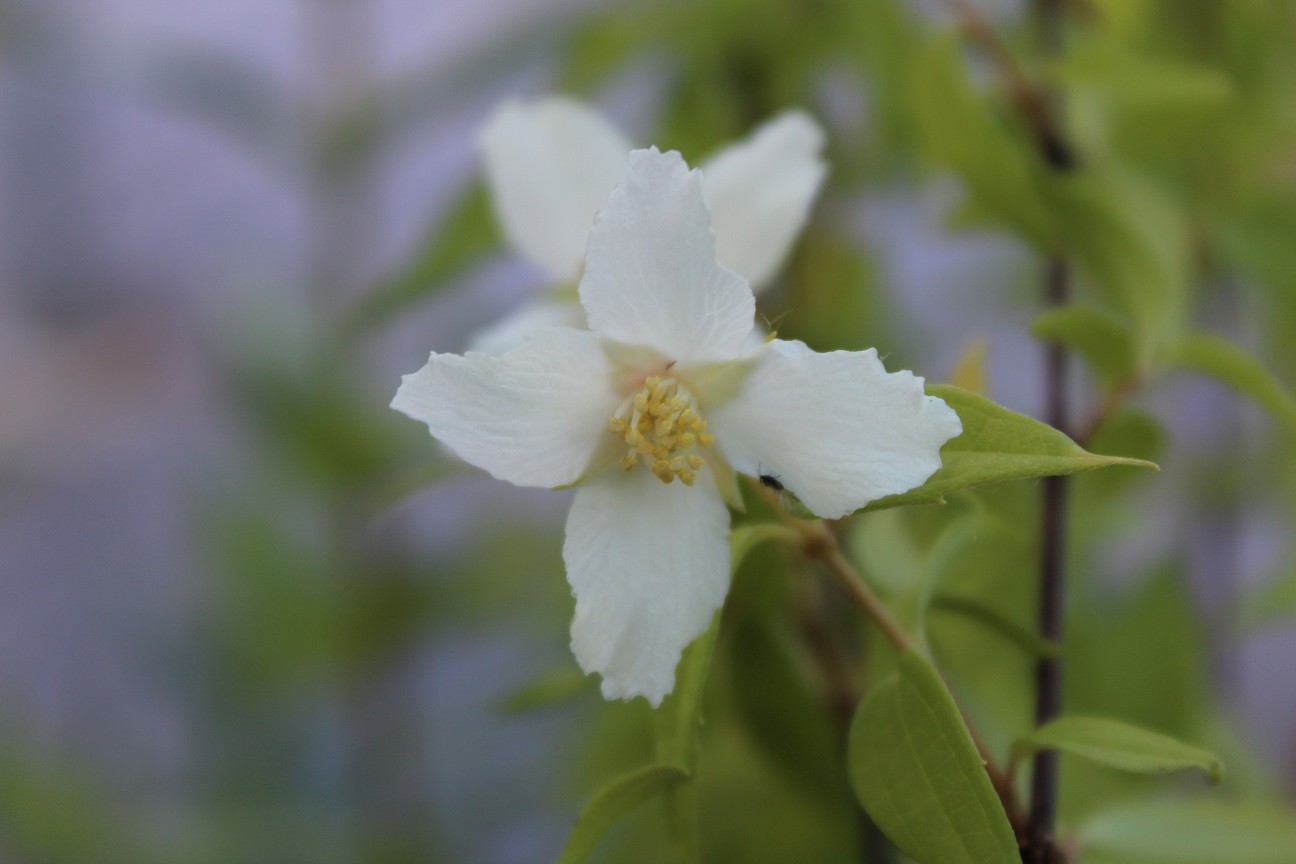 Dame Blanche Mock Orange