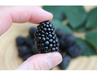 Rubus fruticosus Triple Crown - Jardins du Monde.be