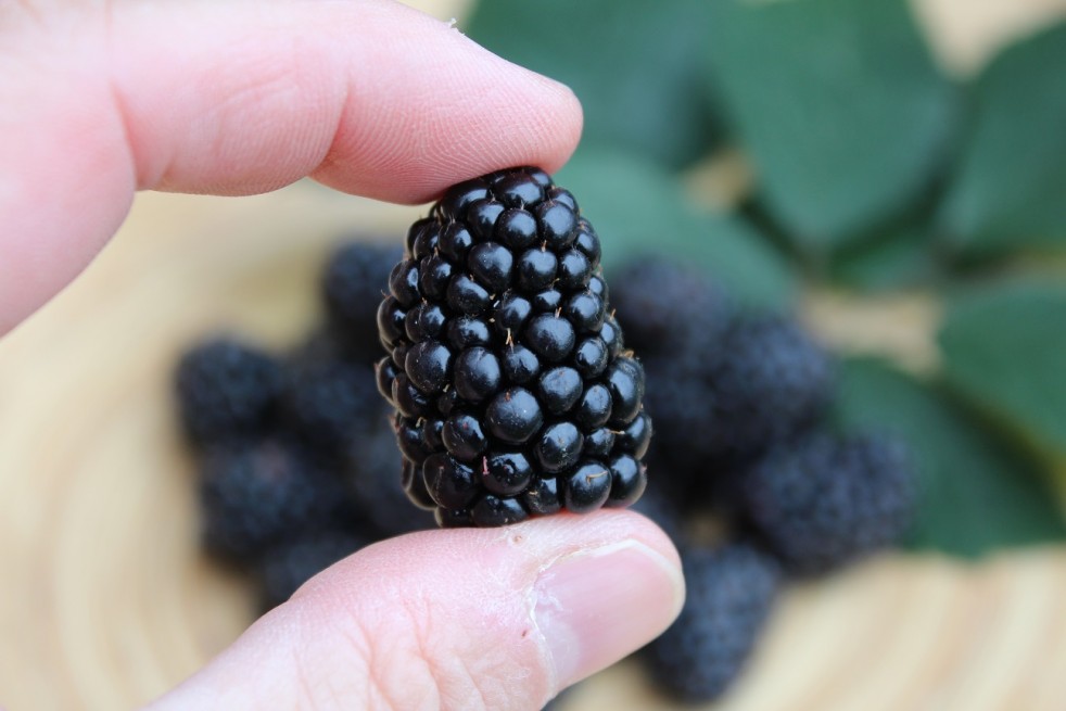 Rubus fruticosus Triple Crown - Jardins du Monde.be