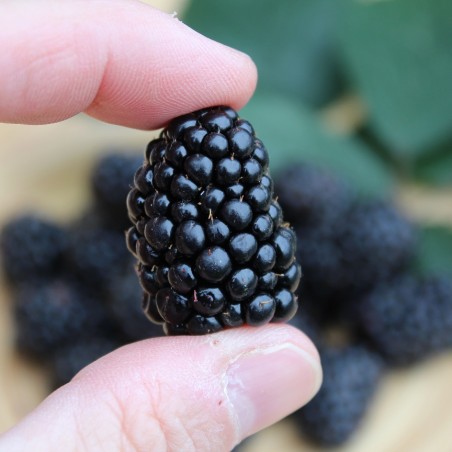 Rubus fruticosus Triple Crown - Jardins du Monde.be