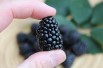 Rubus fruticosus Triple Crown - Jardins du Monde.be