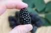 Rubus fruticosus Triple Crown - Jardins du Monde.be