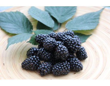 Rubus fruticosus Triple Crown - Jardins du Monde.be