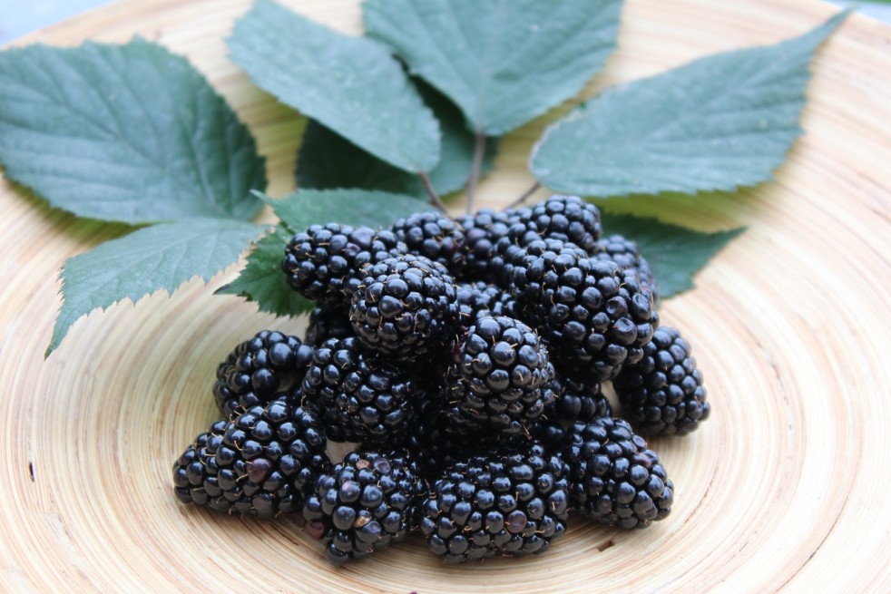 Rubus fruticosus Triple Crown - Jardins du Monde.be