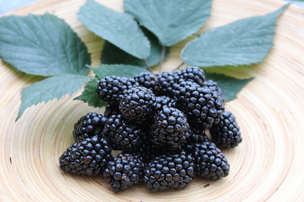 Thornless Blackberry 'Triple Crown' (Rubus fruticosus)