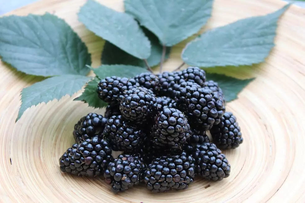 Rubus fruticosus Triple Crown - Jardins du Monde.be