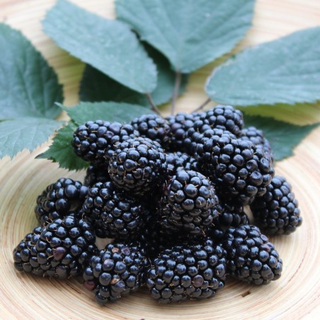 Rubus fruticosus Triple Crown - Jardins du Monde.be