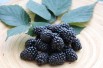 Rubus fruticosus Triple Crown - Jardins du Monde.be