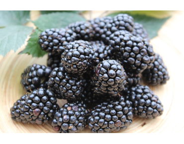 Rubus fruticosus Triple Crown - Jardins du Monde.be