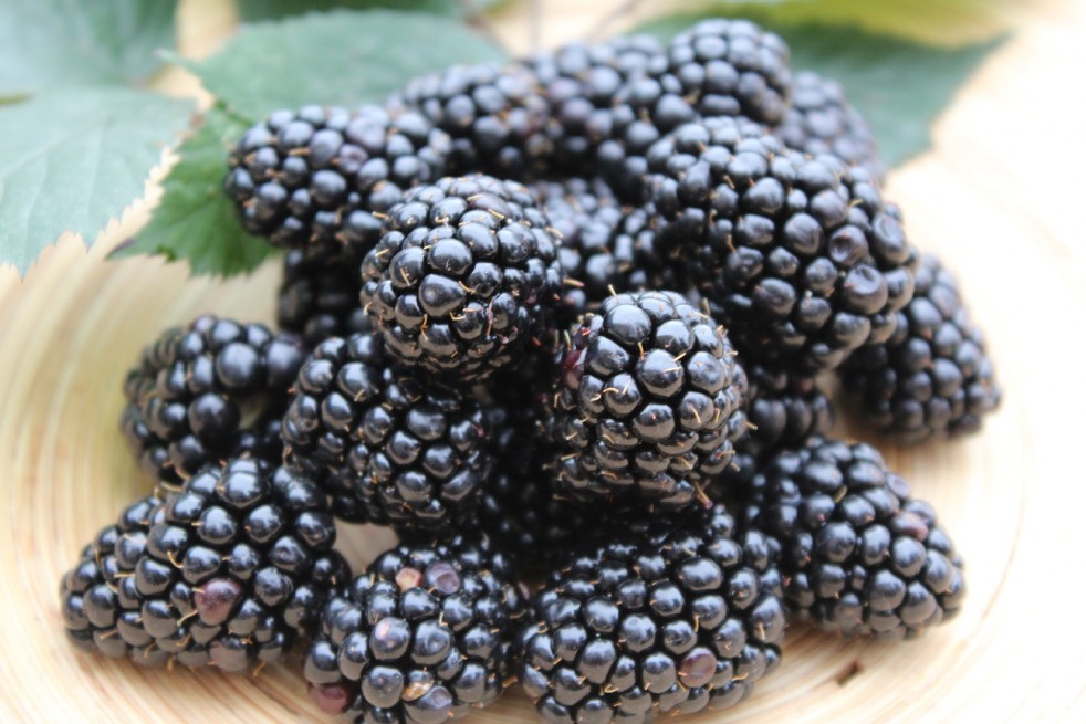 Rubus fruticosus Triple Crown - Jardins du Monde.be