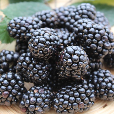 Rubus fruticosus Triple Crown - Jardins du Monde.be