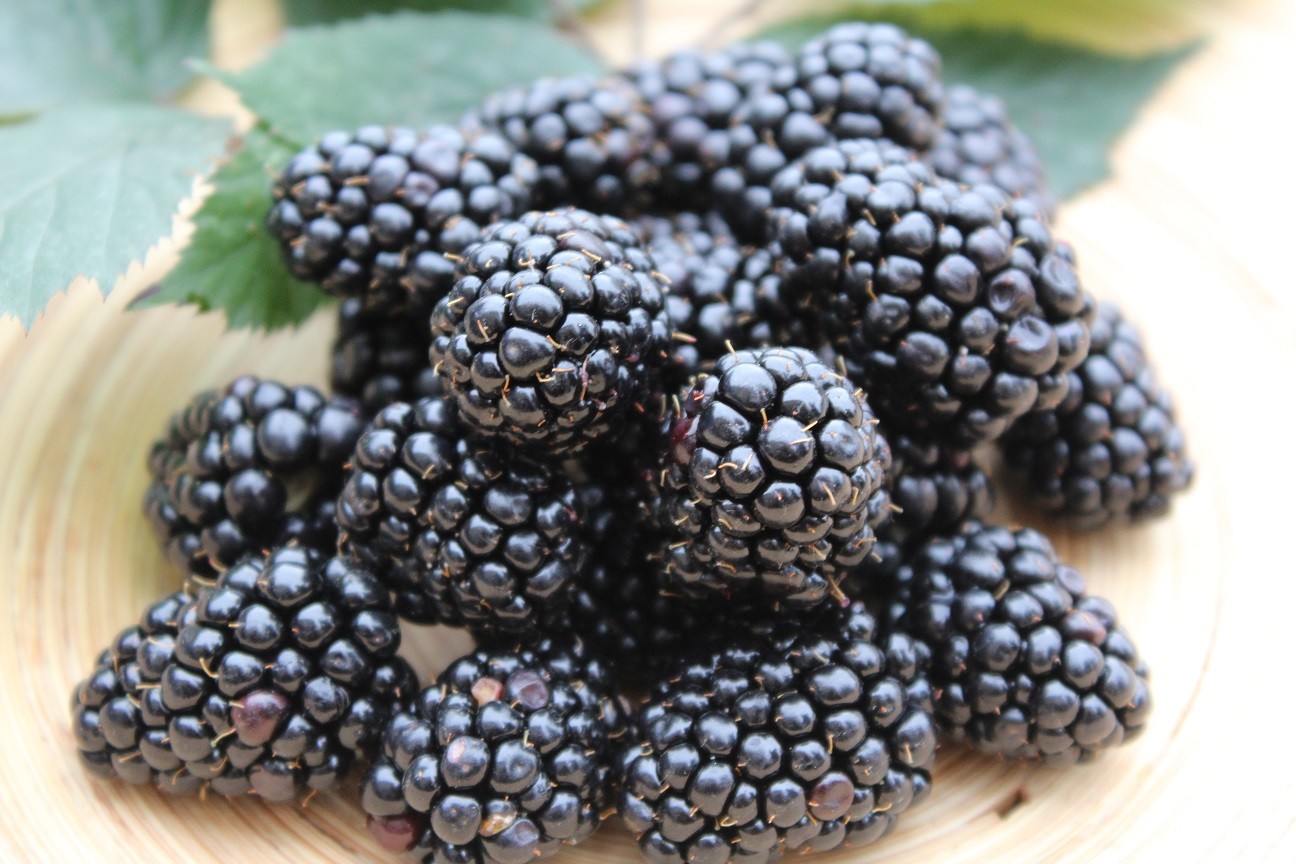 Thornless Blackberry Triple Crown