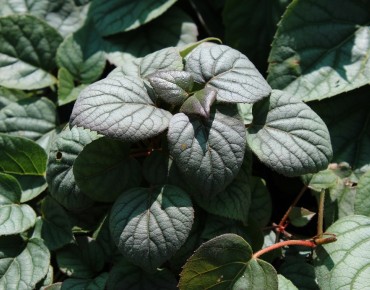 Schizophragma hydrangeoides Moonlight - Jardins du Monde.be