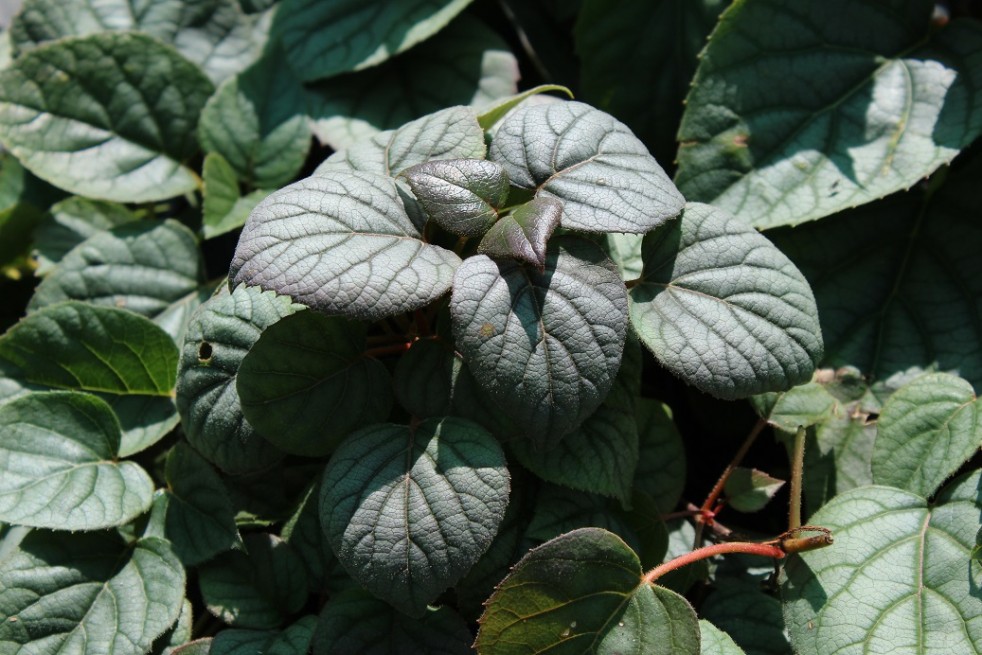 Schizophragma hydrangeoides Moonlight - Jardins du Monde.be