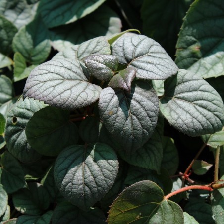 Schizophragma hydrangeoides Moonlight - Jardins du Monde.be