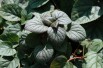 Schizophragma hydrangeoides Moonlight - Jardins du Monde.be