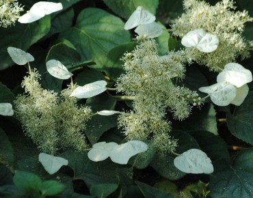 Schizophragma hydrangeoides Moonlight - Jardins du Monde.be
