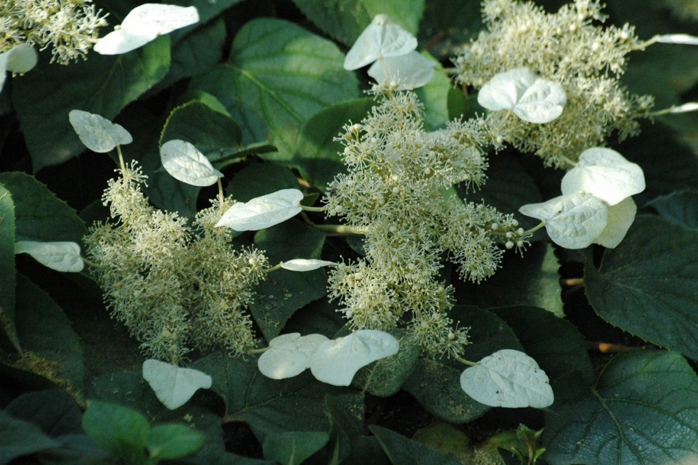 Schizophragma hydrangeoides Moonlight - Jardins du Monde.be