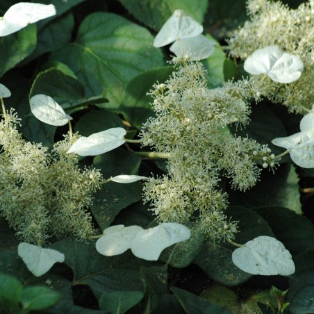 Schizophragma hydrangeoides Moonlight - Jardins du Monde.be