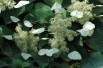 Schizophragma hydrangeoides Moonlight - Jardins du Monde.be