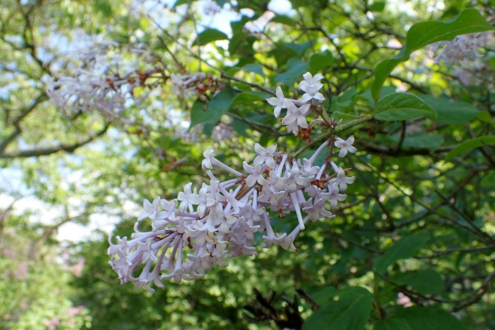 Krzysztof Ziarnek, Kenraiz, CC BY-SA 4.0 , via Wikimedia Commons Krzysztof Ziarnek, Kenraiz, CC BY-SA 4.0 , via Wikimedia Commons