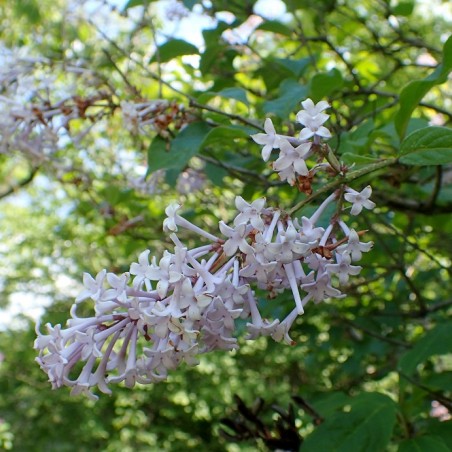 Krzysztof Ziarnek, Kenraiz, CC BY-SA 4.0 , via Wikimedia Commons